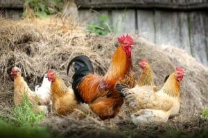 Free range organic chickens