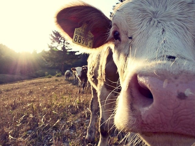 Grass-fed cow for raw dairy