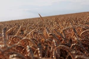 Field of wheat