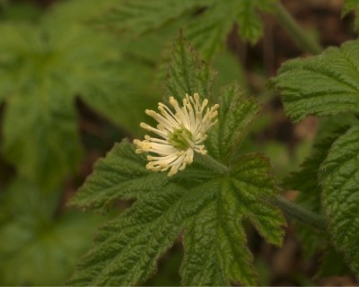 Goldenseal