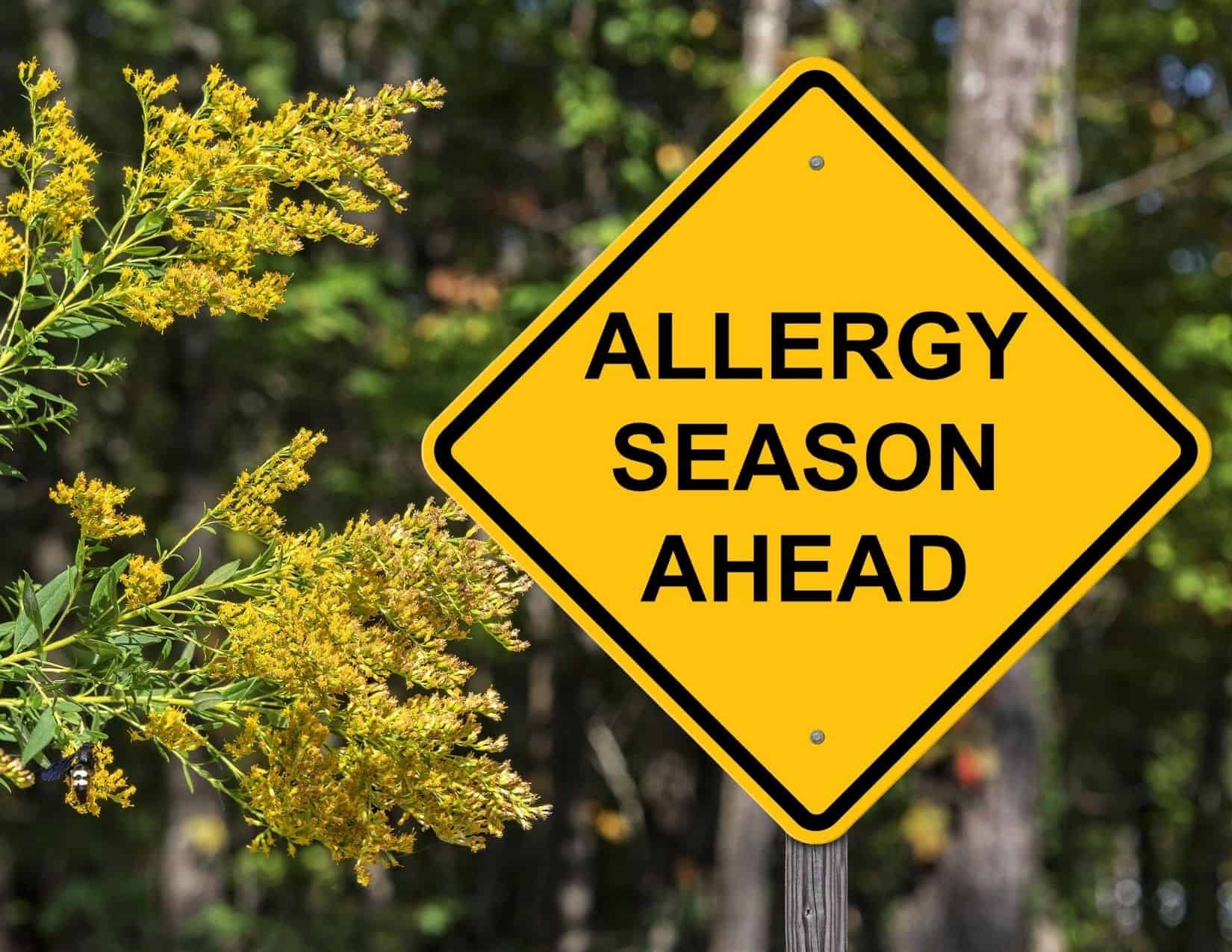 Natural Remedies for Allergy Relief