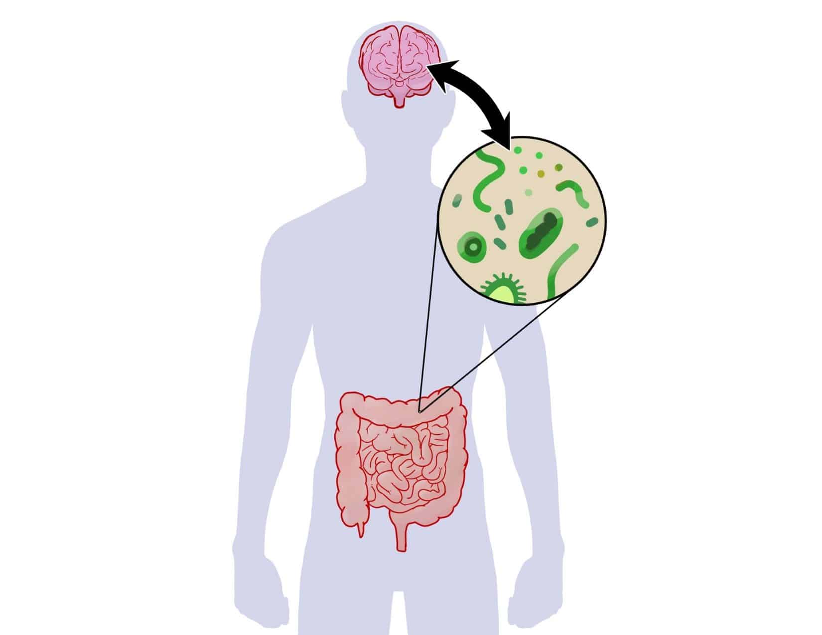 the gut brain axis in autism and ADHD